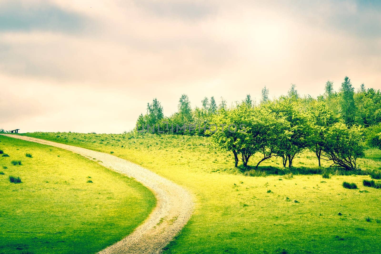Path on a green field in the spring