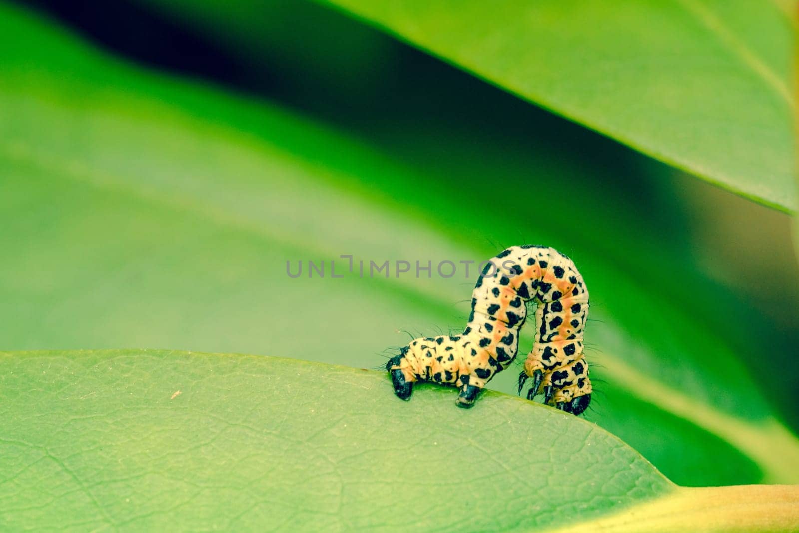 Erannis defoliaria caterpillar crawling on a green leaf