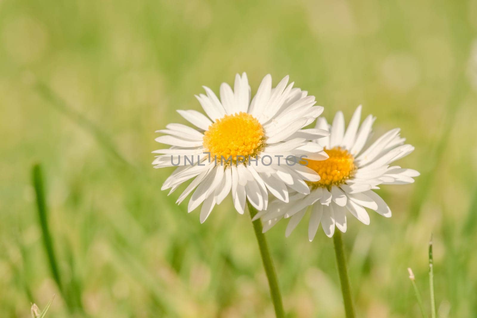 Two marguerite flowers on a fresh green background