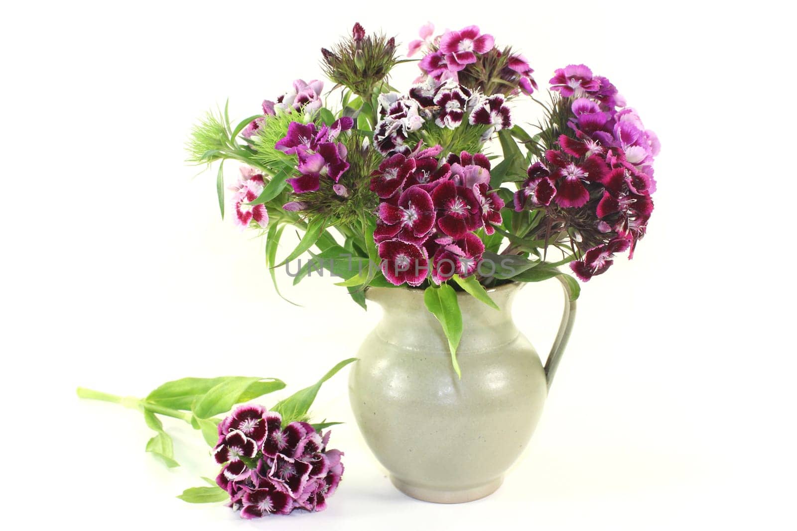 a Bouquet bearded cloves against a bright background