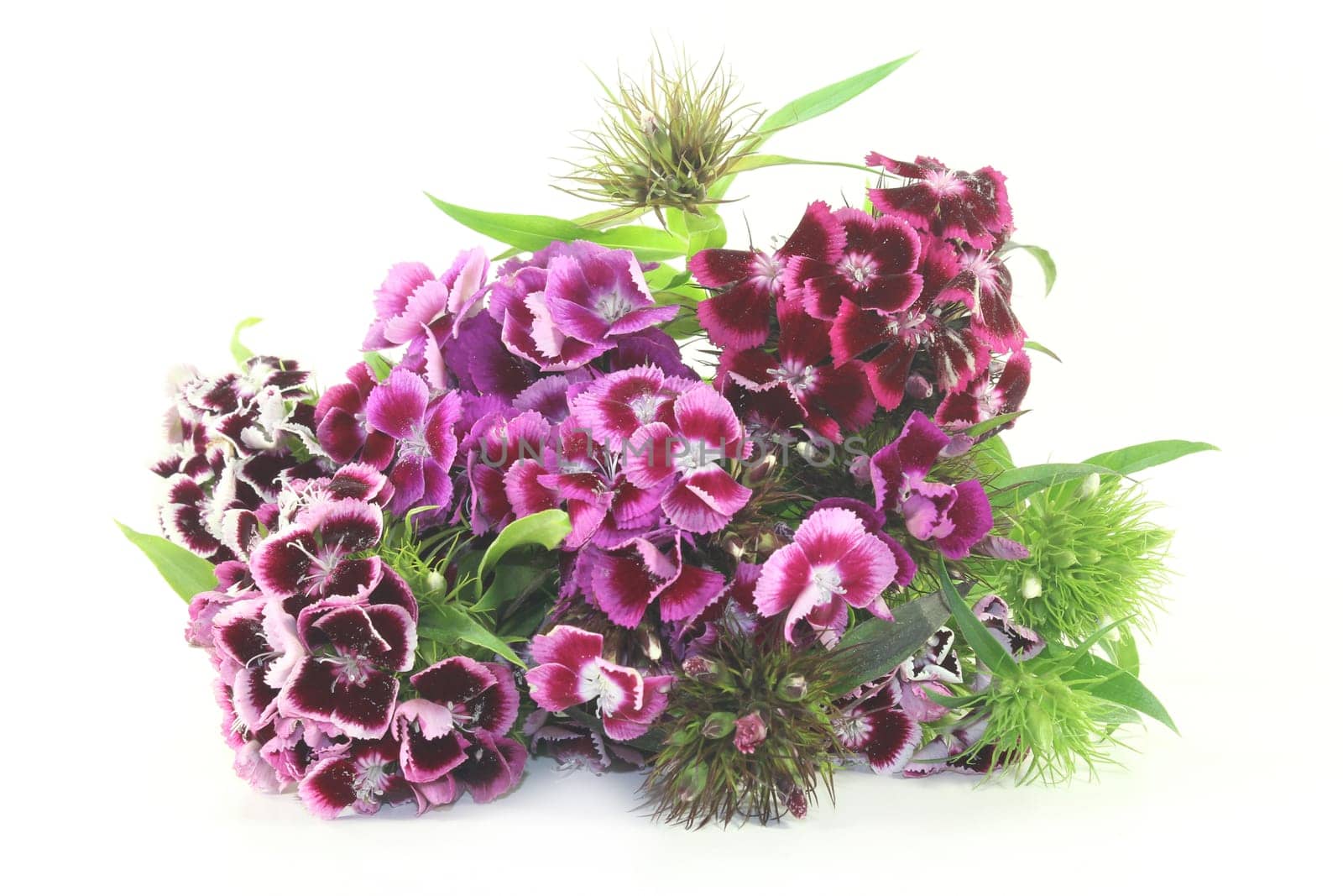 a Bouquet bearded cloves against a bright background