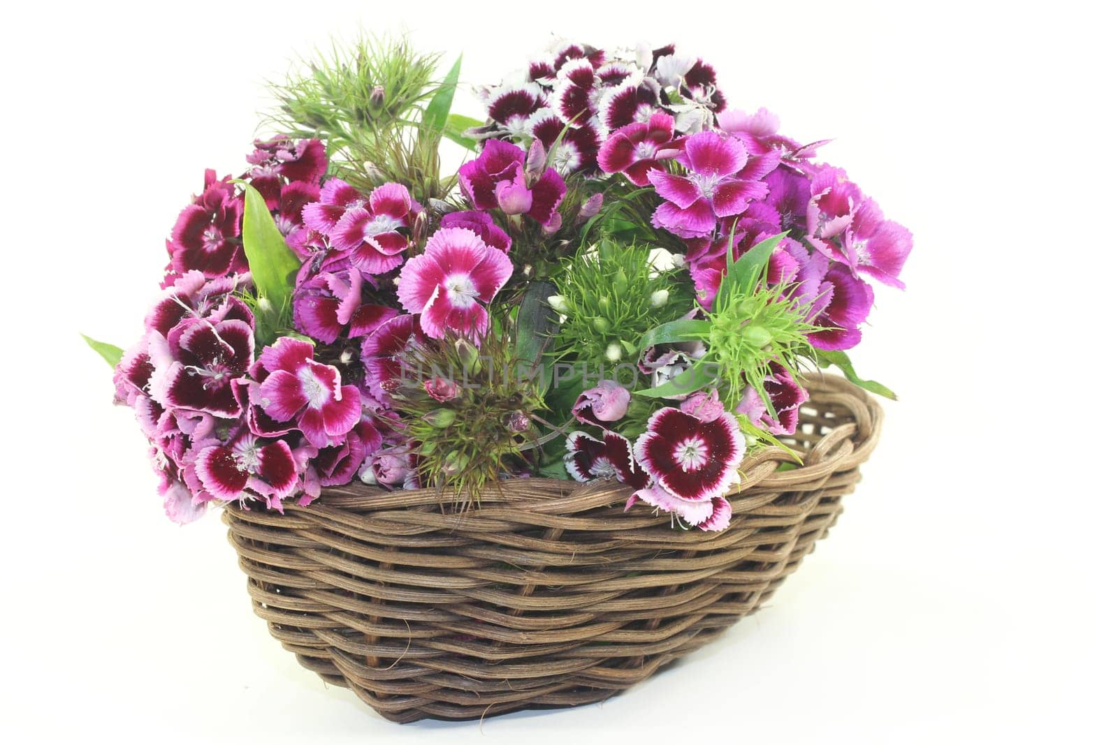 a Bouquet bearded cloves against a bright background
