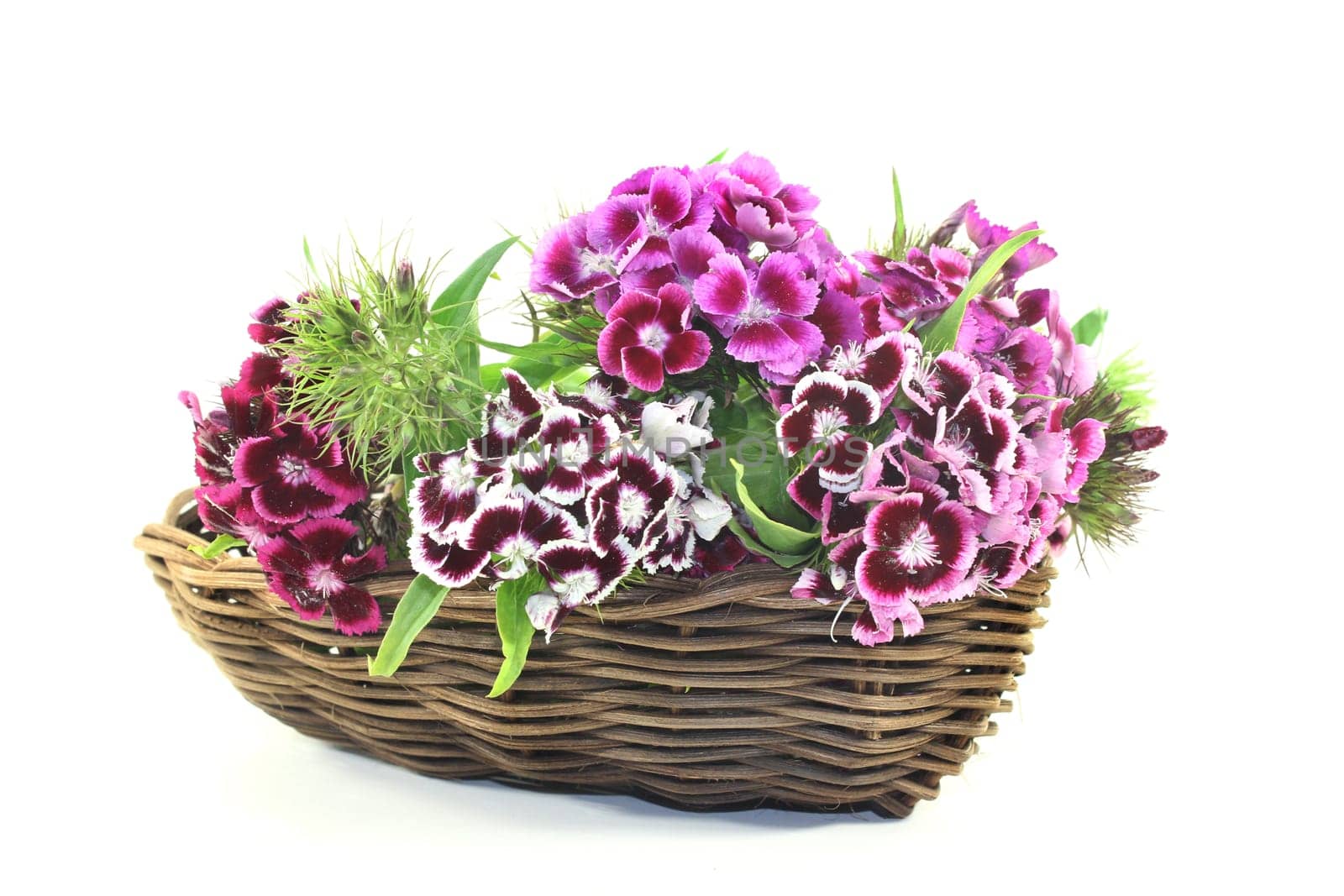 a Bouquet bearded cloves against a bright background