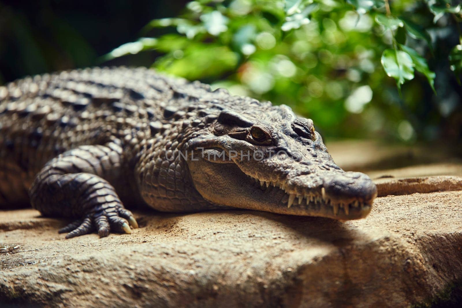 Phillippine crocodile on top of rock, with red leaves in the out-of-focus background.