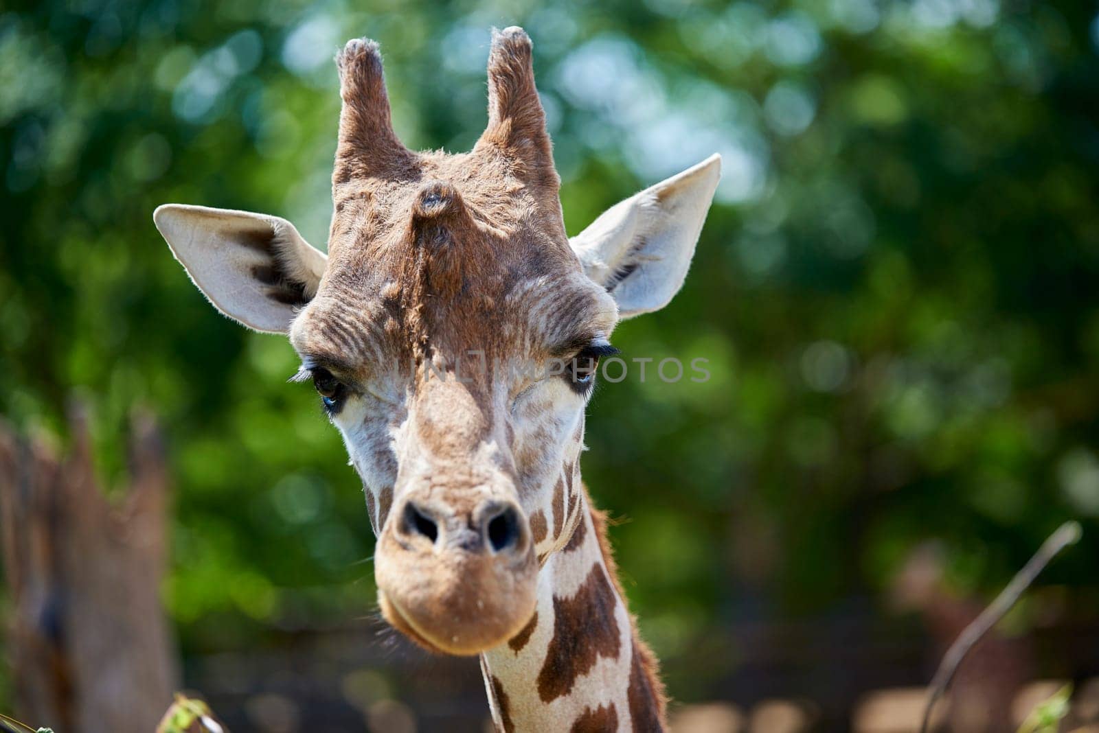 Portrait of giraffe looking straight into the camera, with greenery in the out-of-focus background