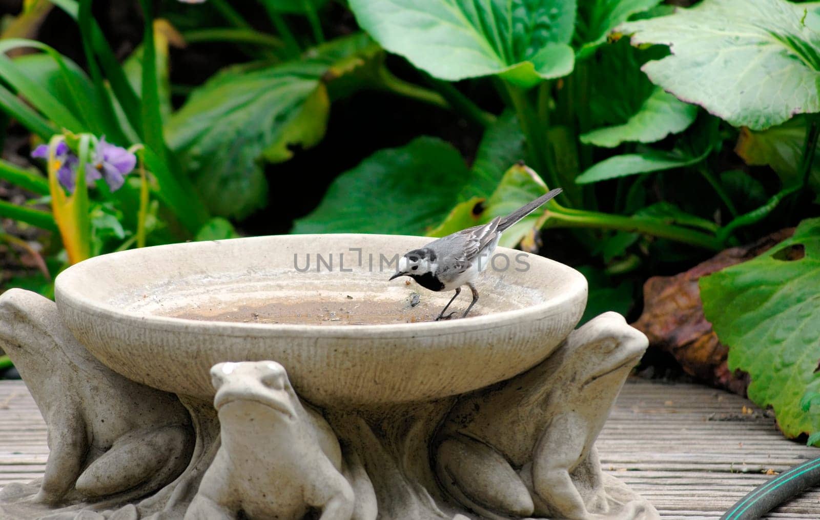 A wagtail stands in a clay jug with animal decorations.