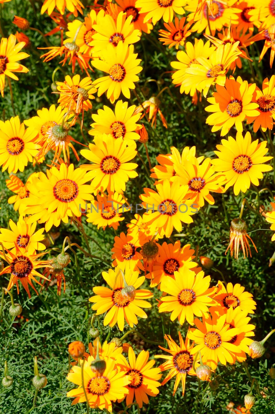 The top view on a garden bed with bright flowers from the girl's eye.