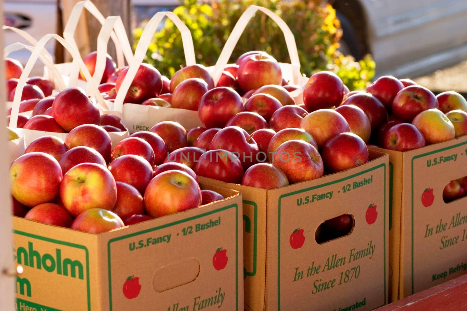 Apples at Allenholm Orchards in South Hero, VT.