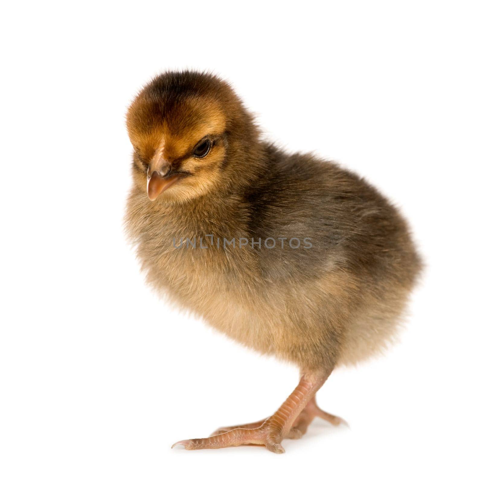 African chick in front of a white background