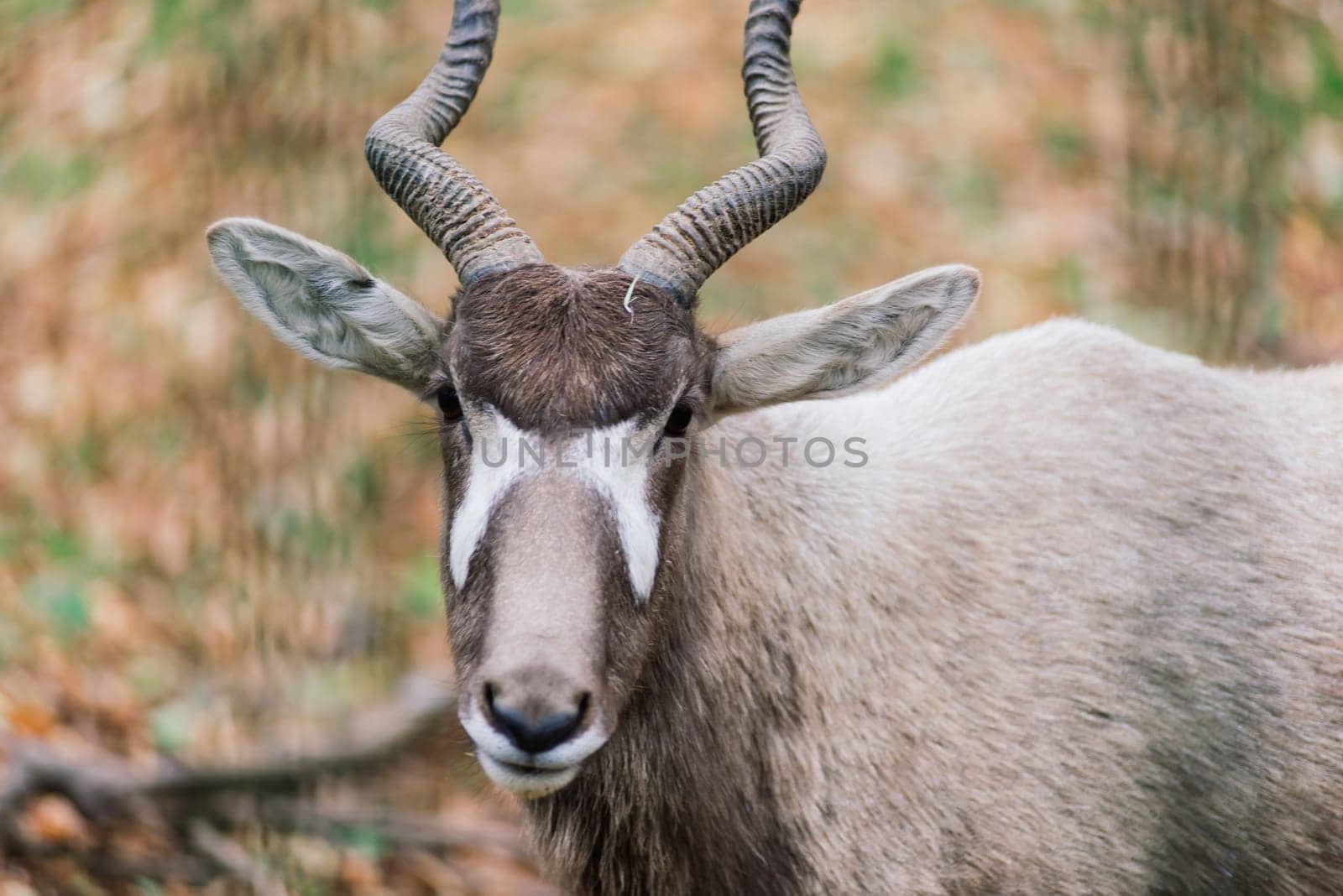 The maned ram eats hay, animal in the zoo, large rounded horns of ram.