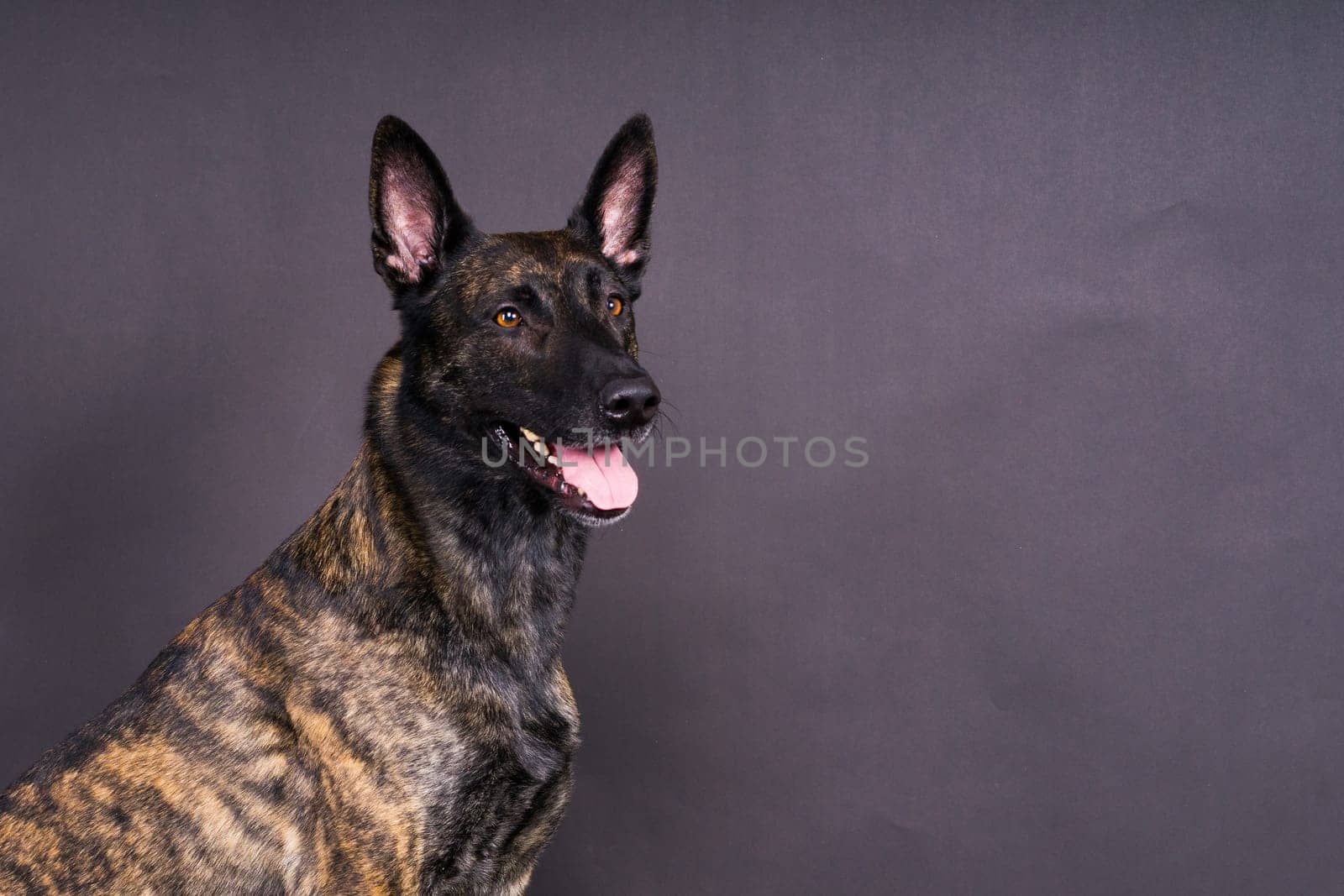 Dutch shepherd on a black background studio posing portrait