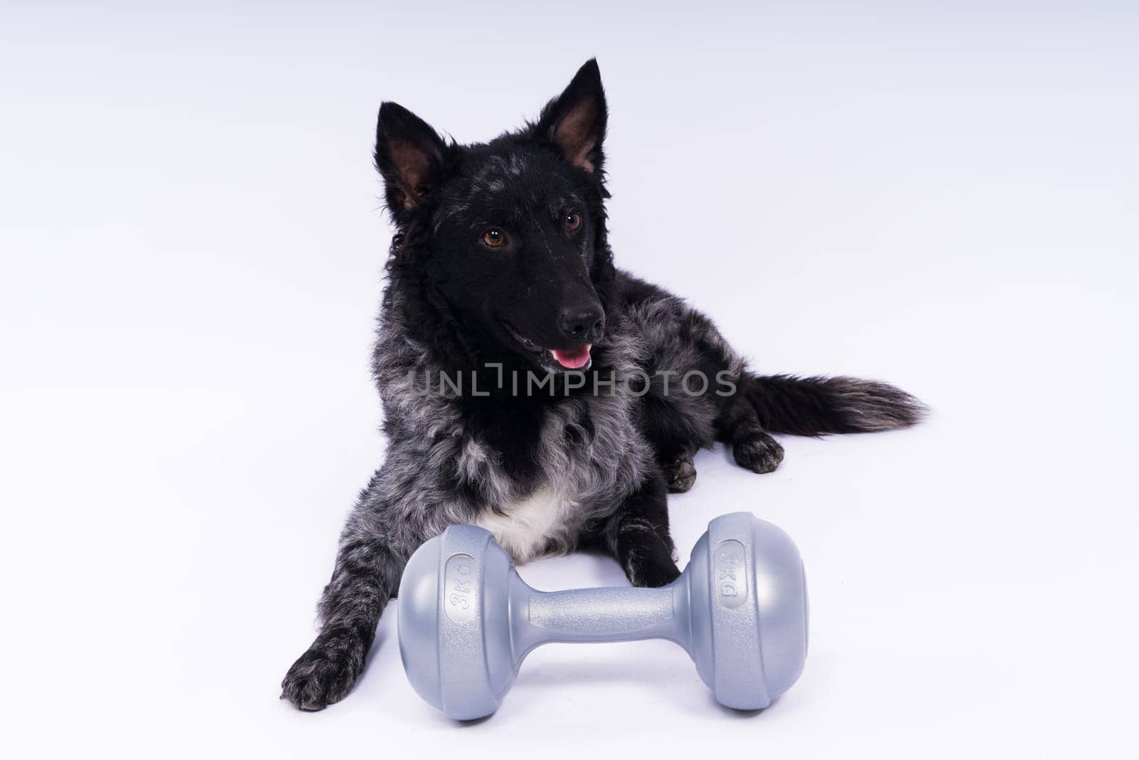 Mudi dog with human hand and dumbbell, studio shot, white background