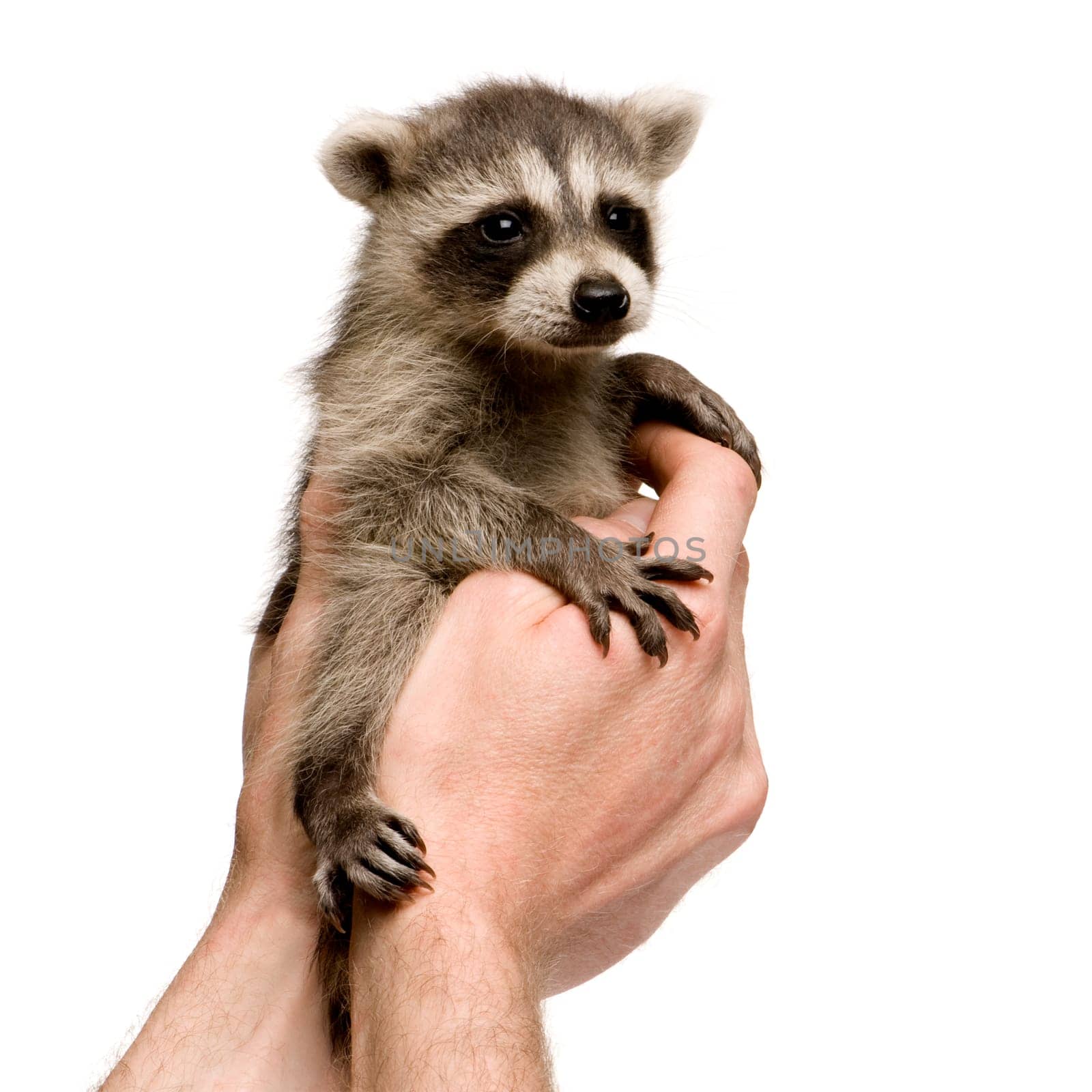 baby raccoon (6 weeks) - Procyon lotor in front of a white background