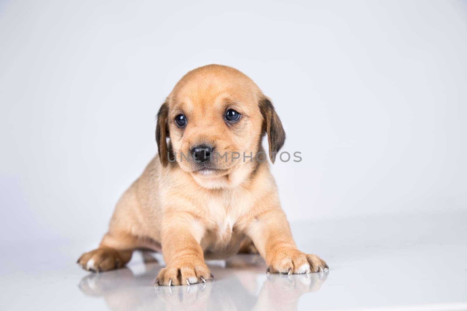 Little dog on a white background