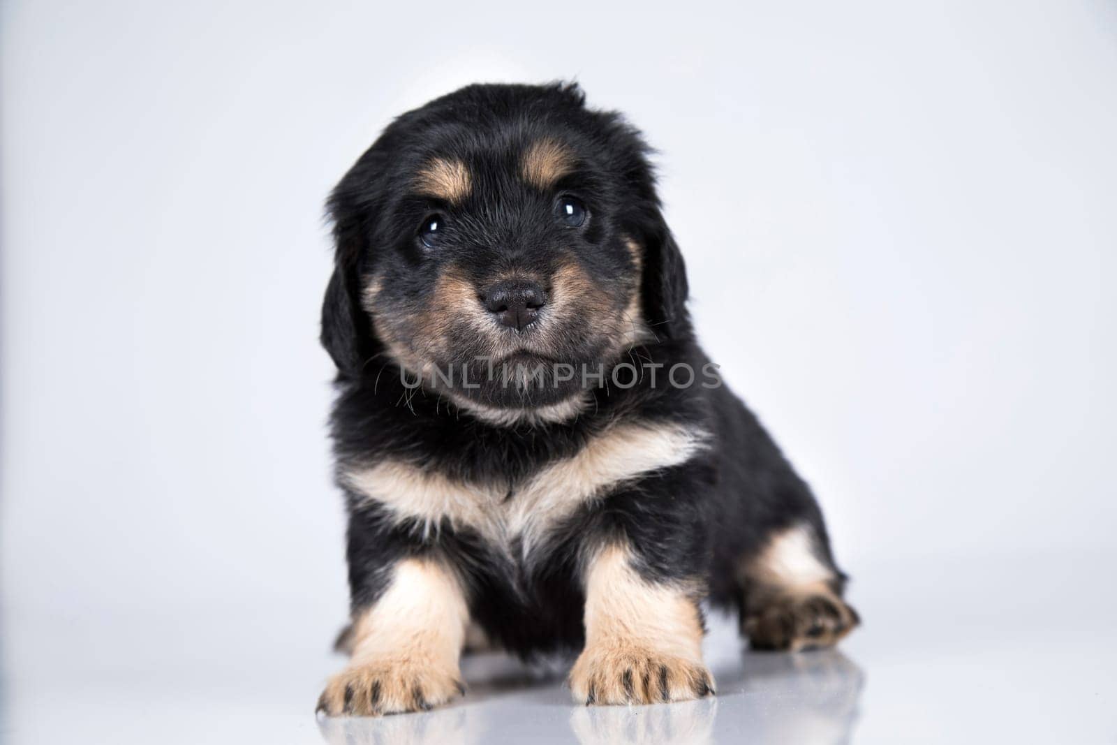 Little dog on a white background