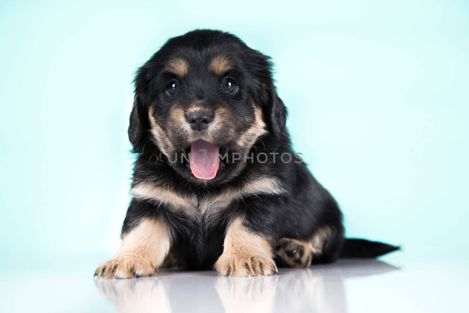 Little dog on a white background