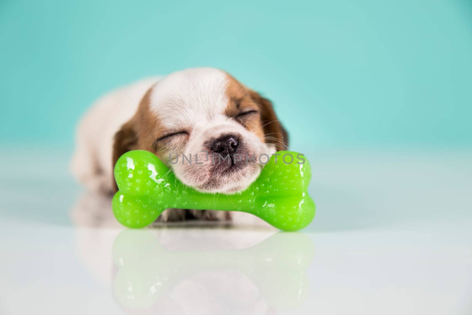 Dog sleeps with a rubber bone