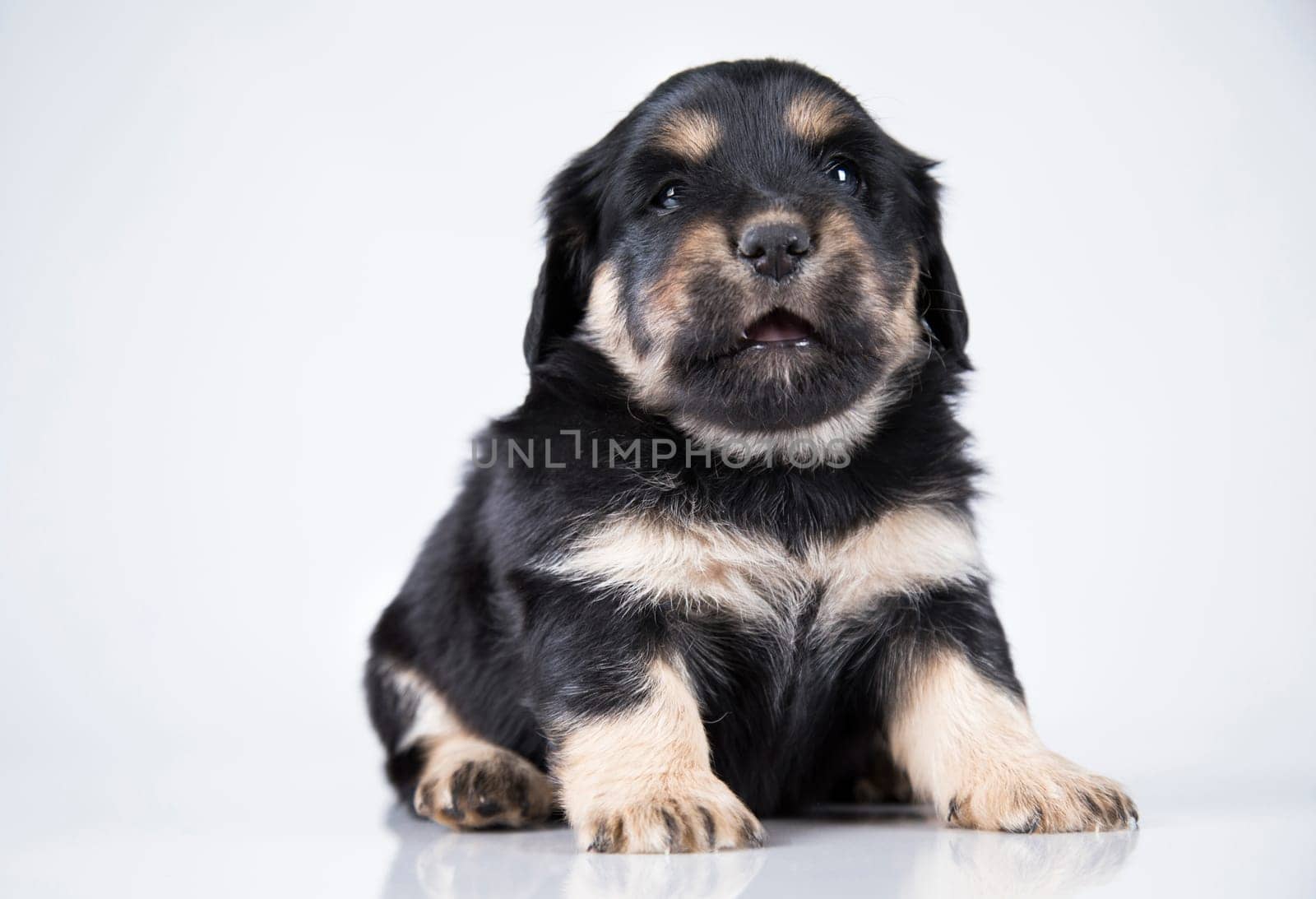 Pet, dog puppy animals concept