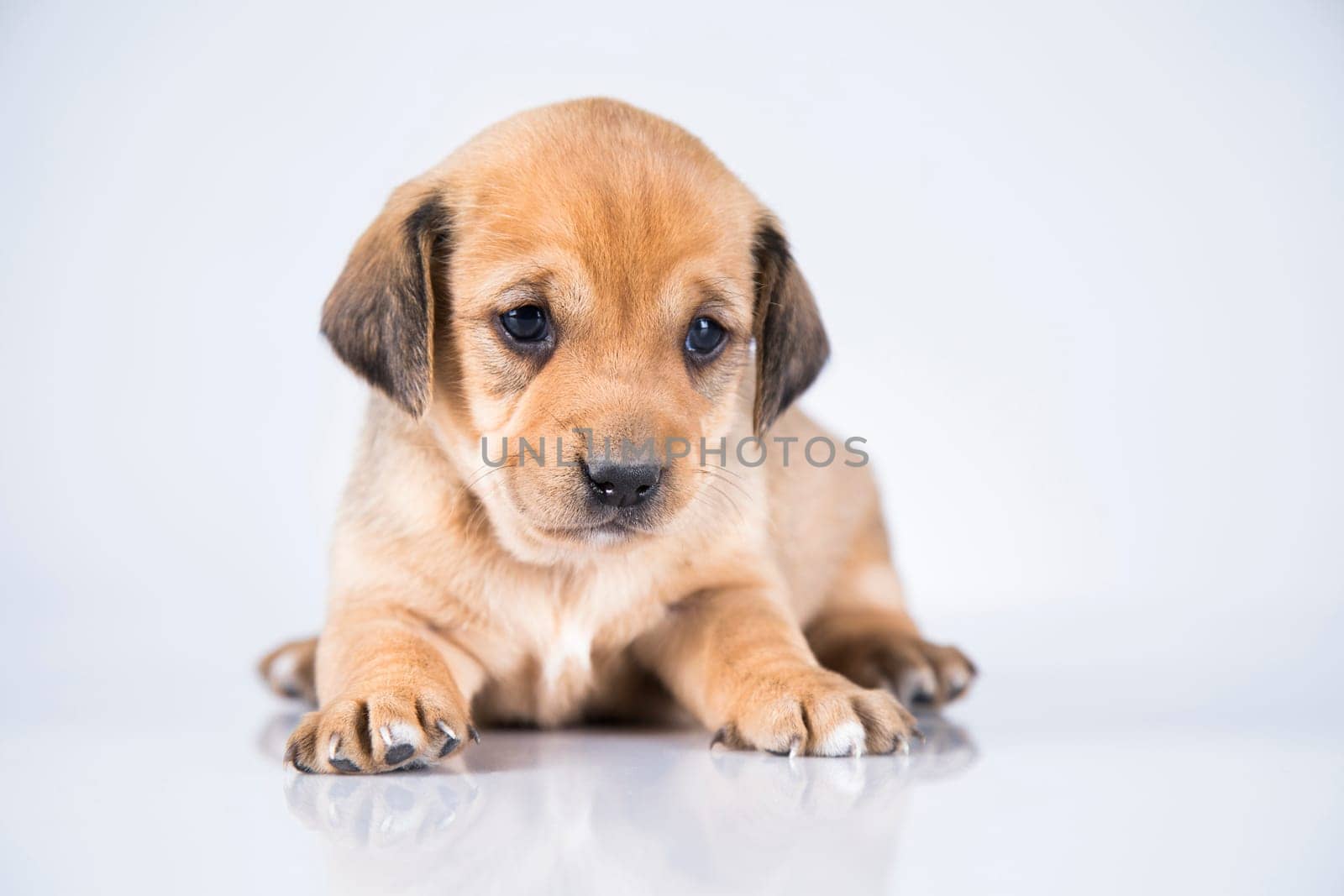 Pet, dog puppy animals concept