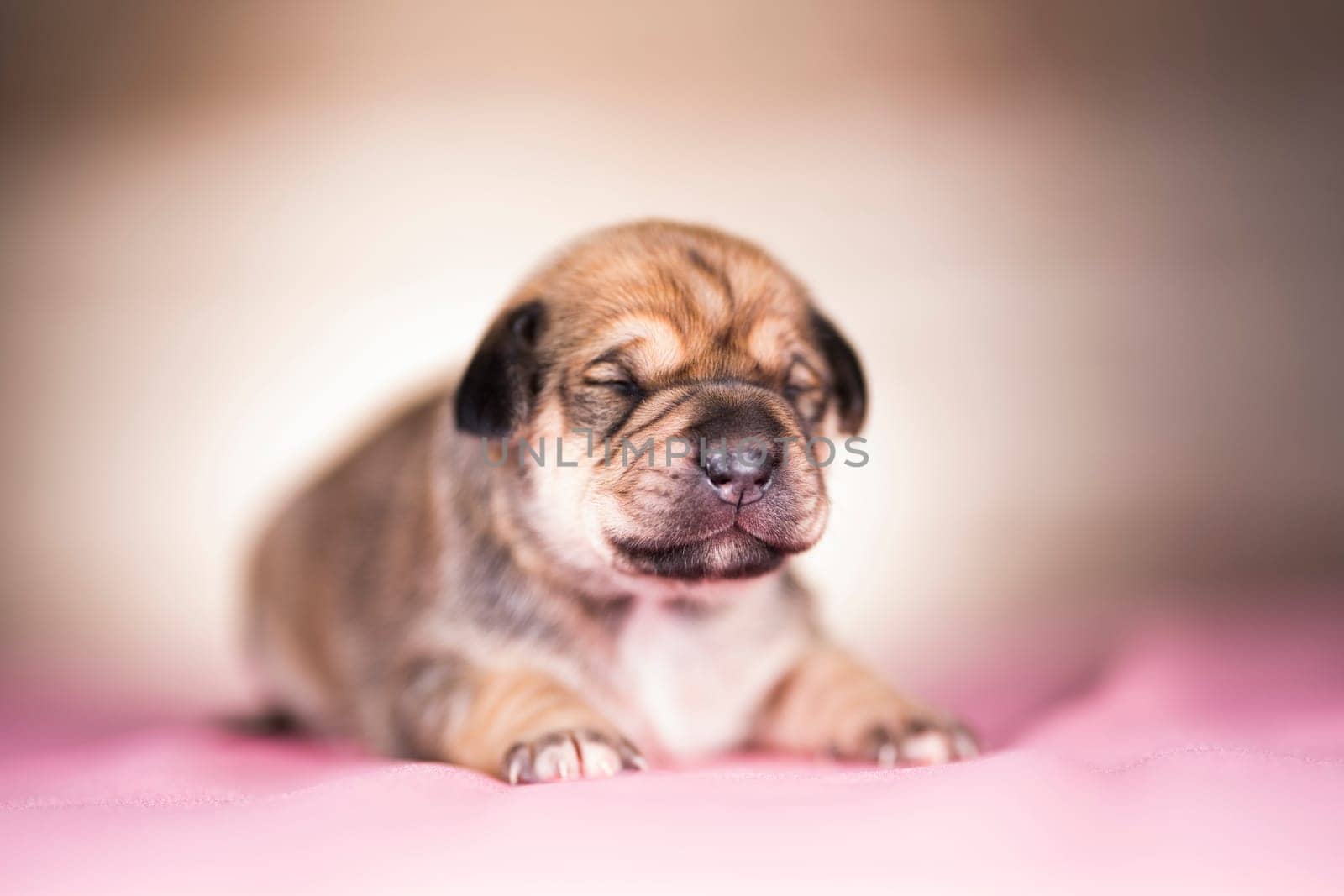 Cute puppy dog sleeping, animals concept