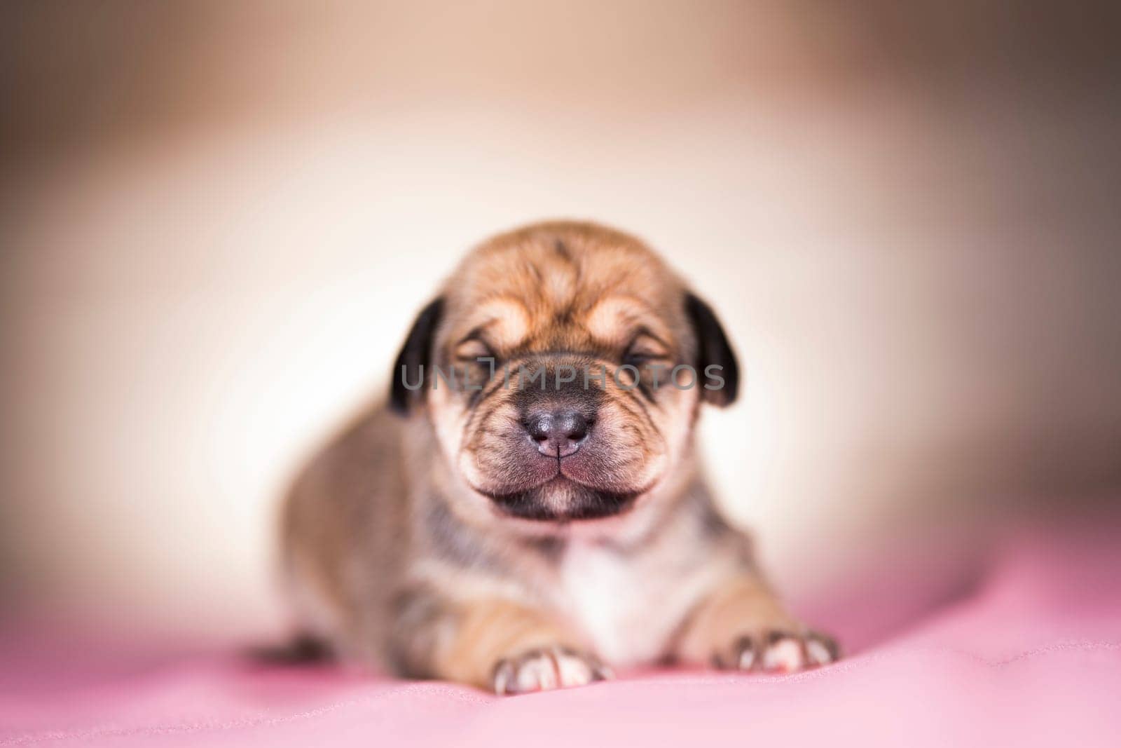 Cute puppy dog sleeping, animals concept