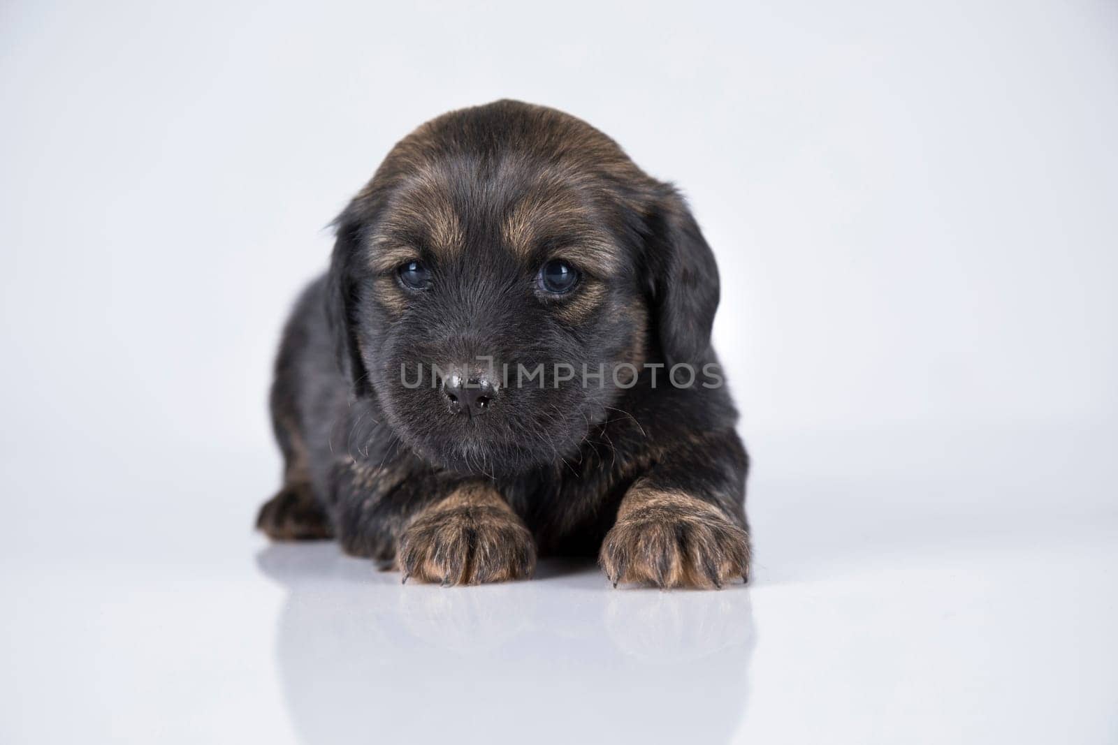 Little dog on a white background