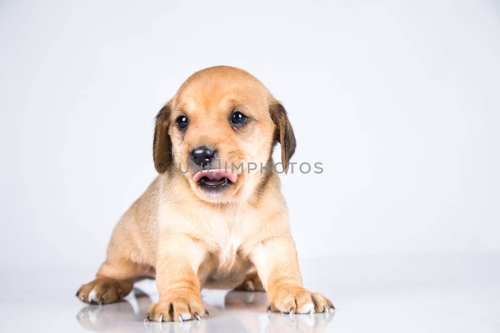 Pet, dog puppy animals concept