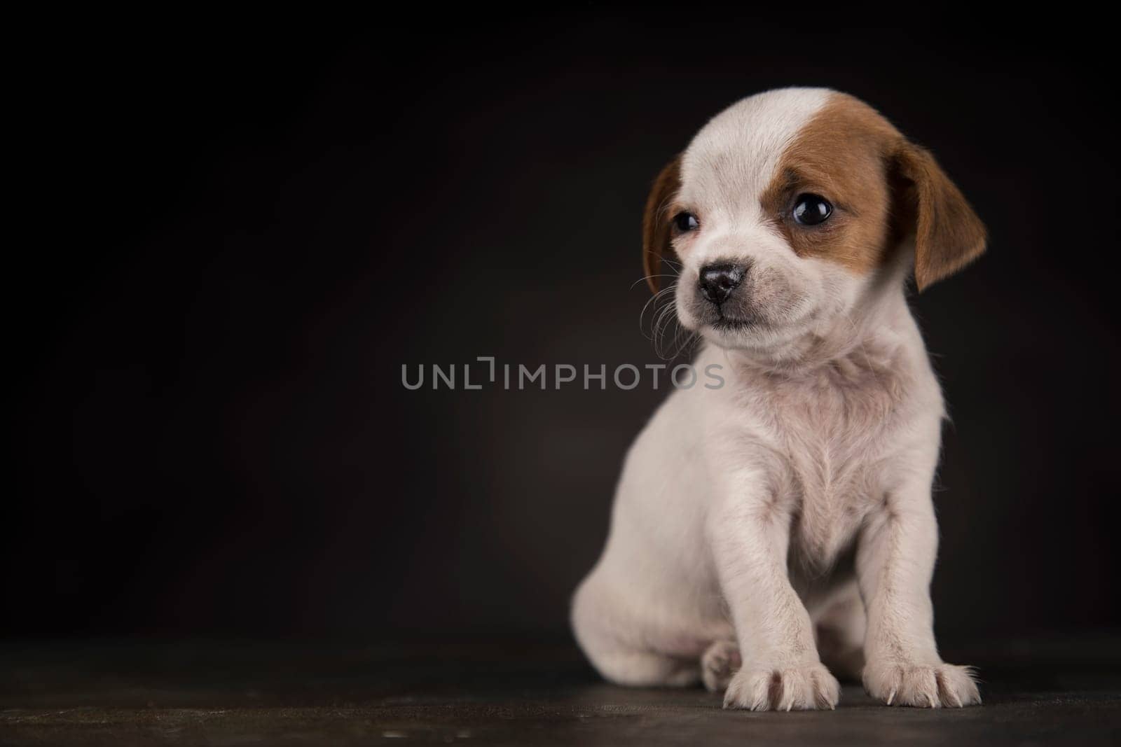 Dog on a black background