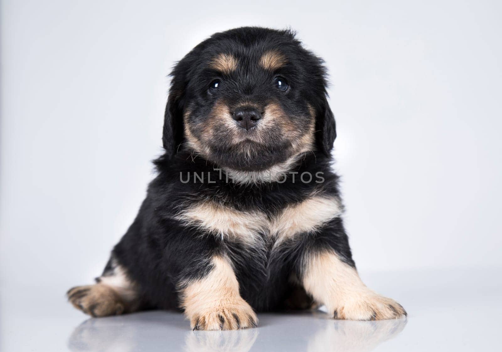 Pet, dog puppy animals concept