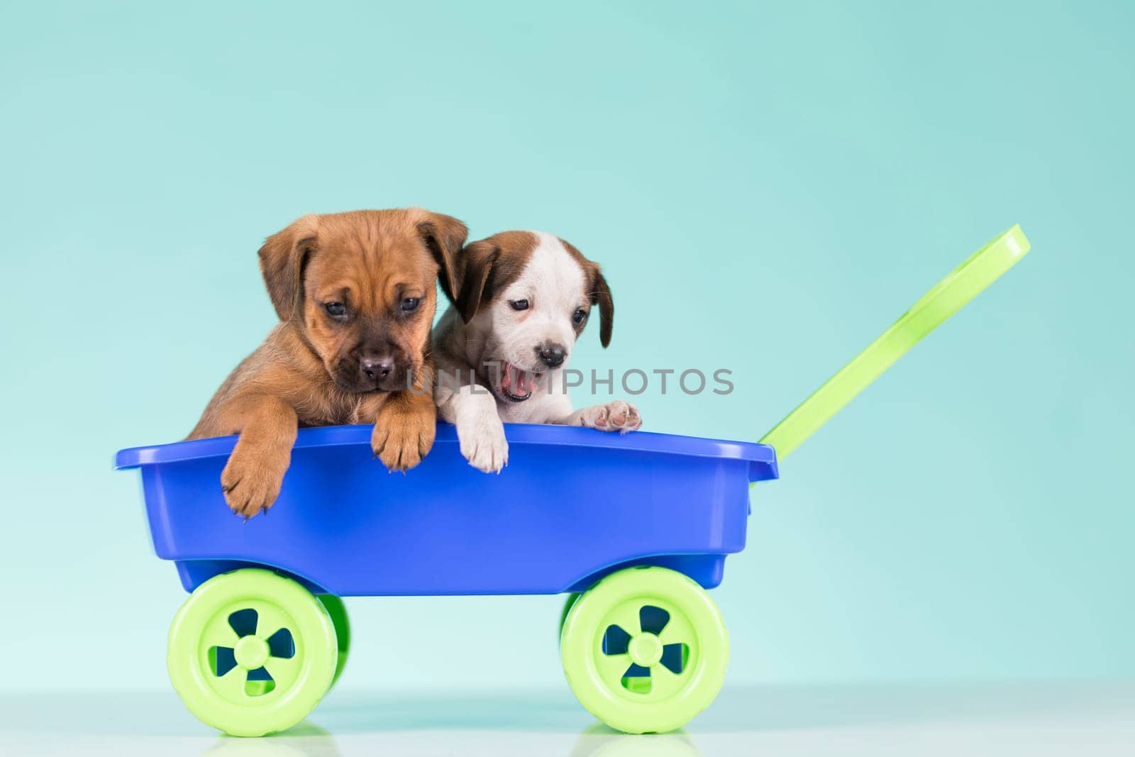 Cute doggies in a toy wagon