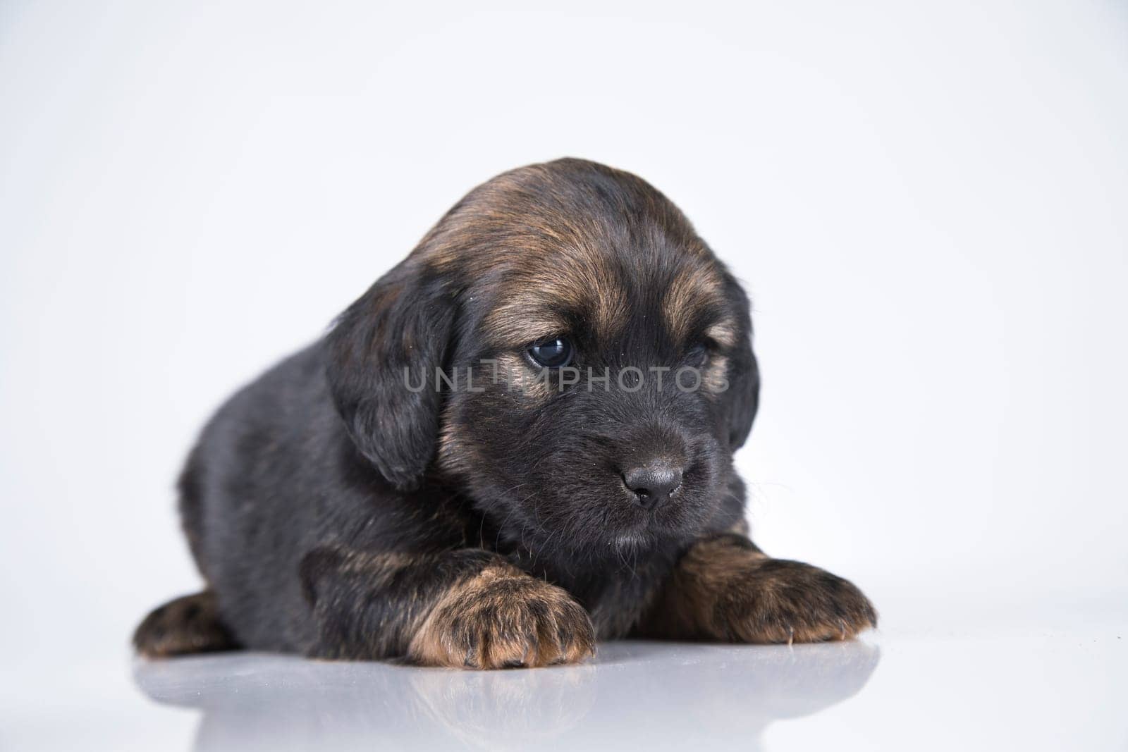Little dog on a white background