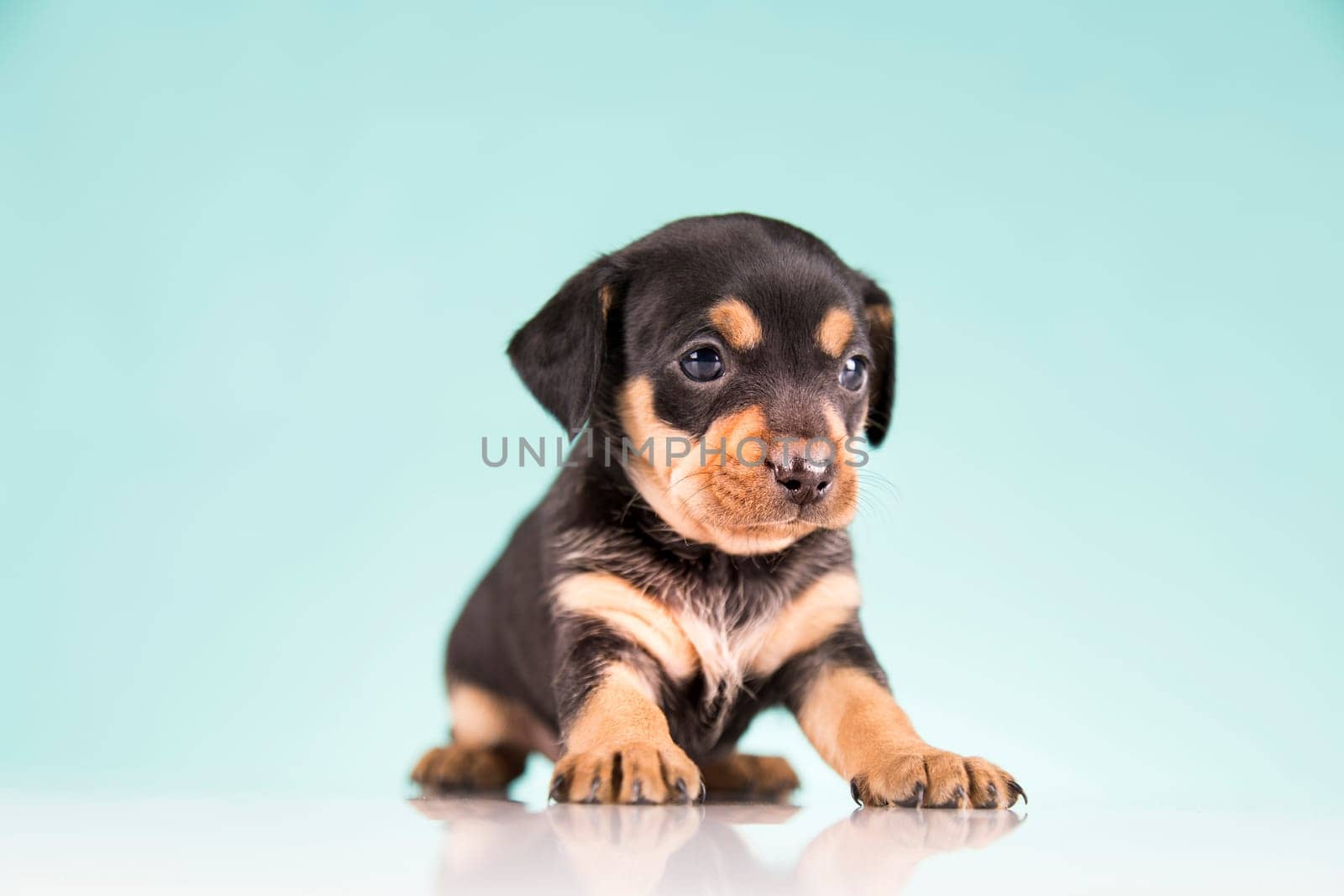 Pet, Little puppy dog, animals concept