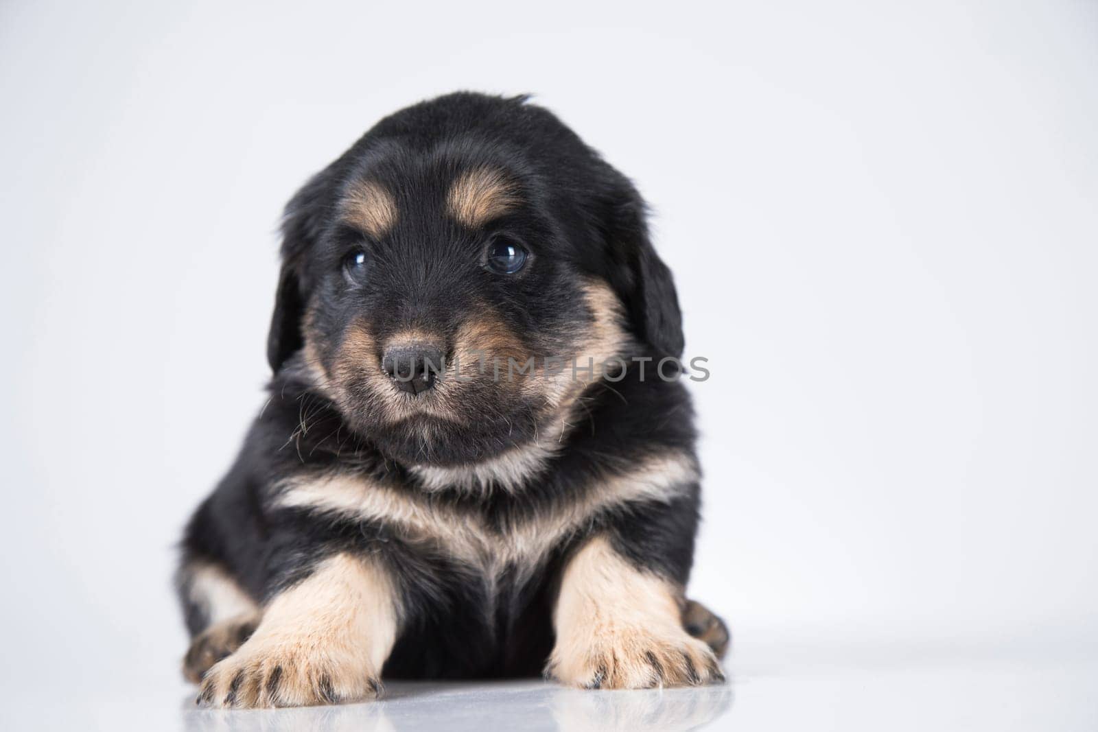 A small dog on a white background