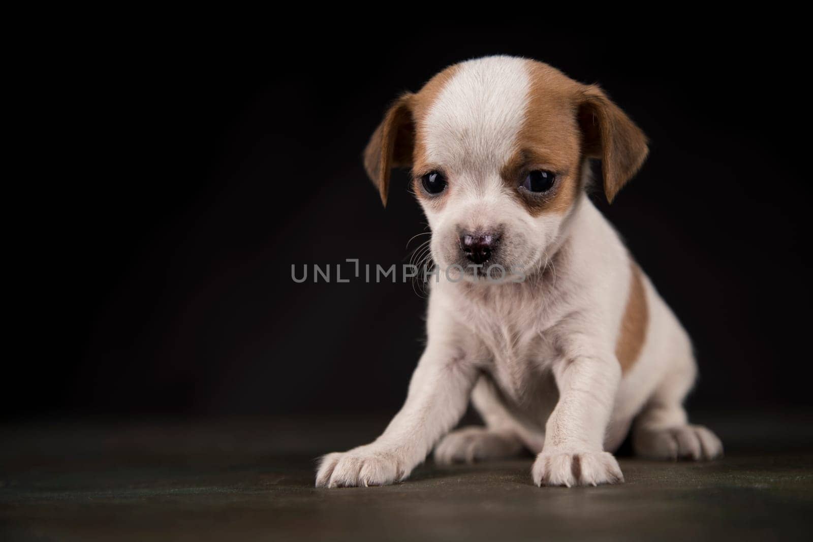 Dog on a black background