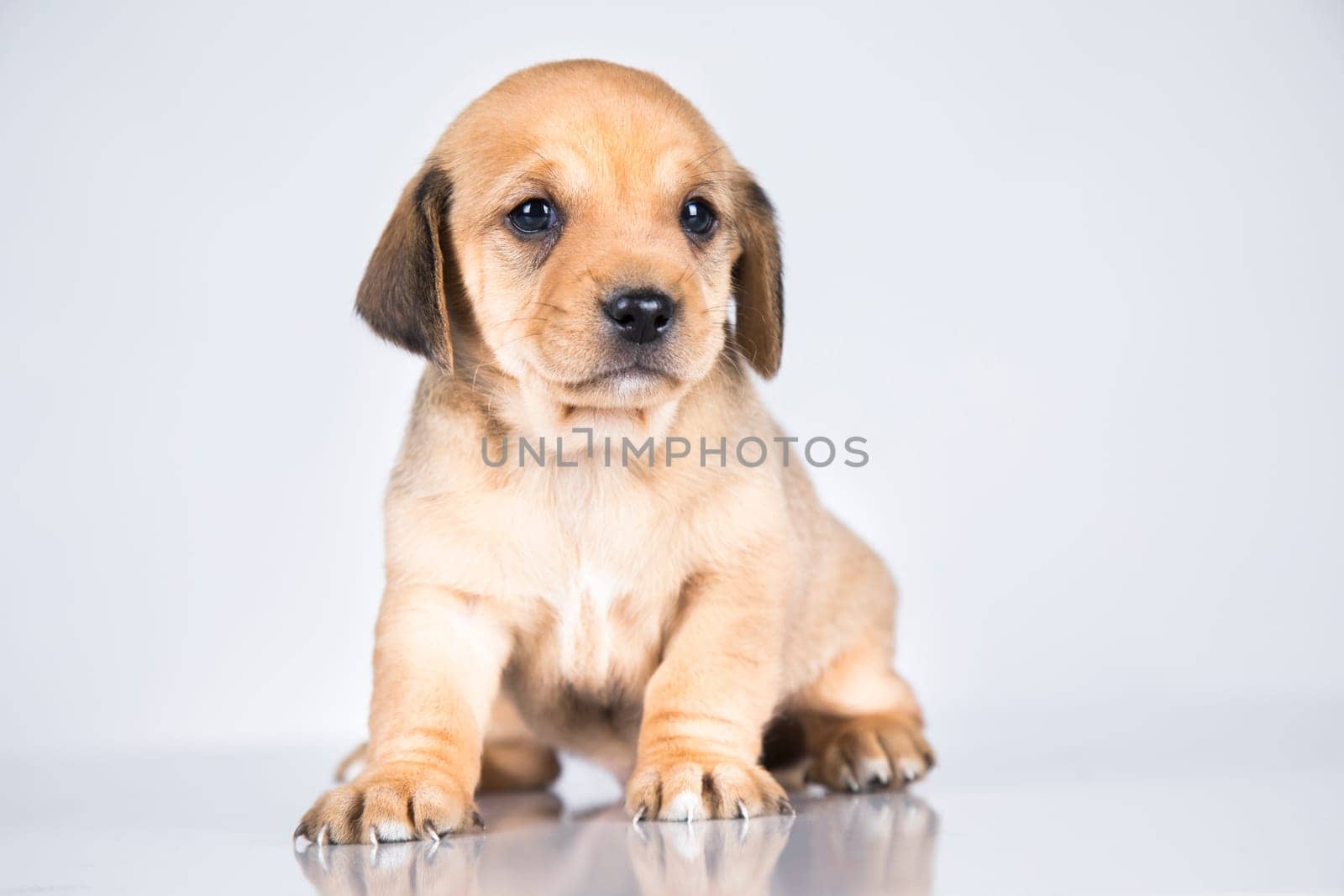 Pet, dog puppy animals concept