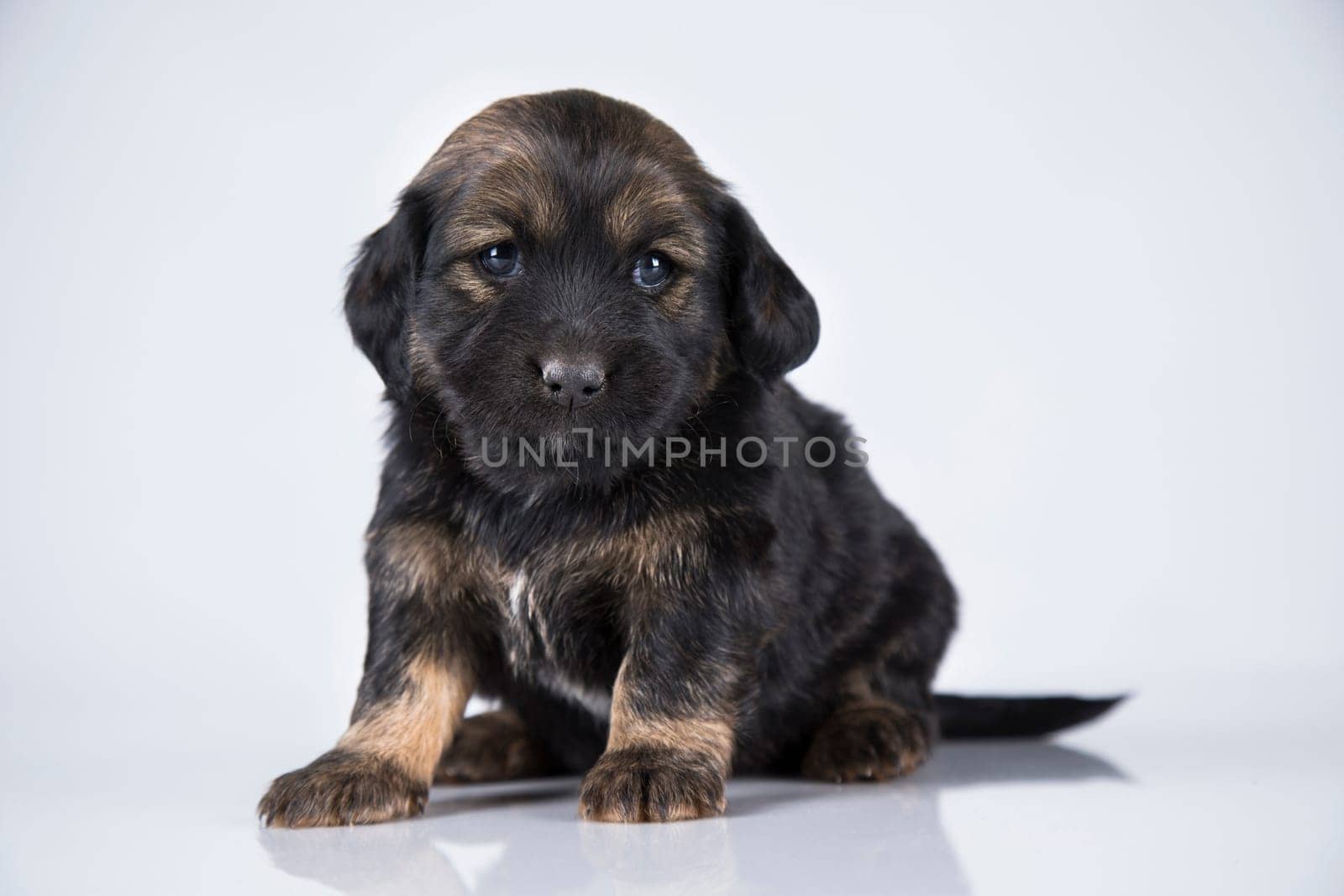 Pet, dog puppy animals concept