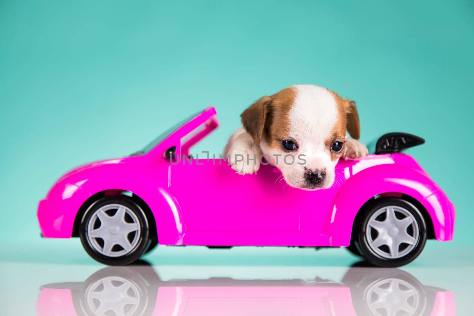 Dog in a pink car