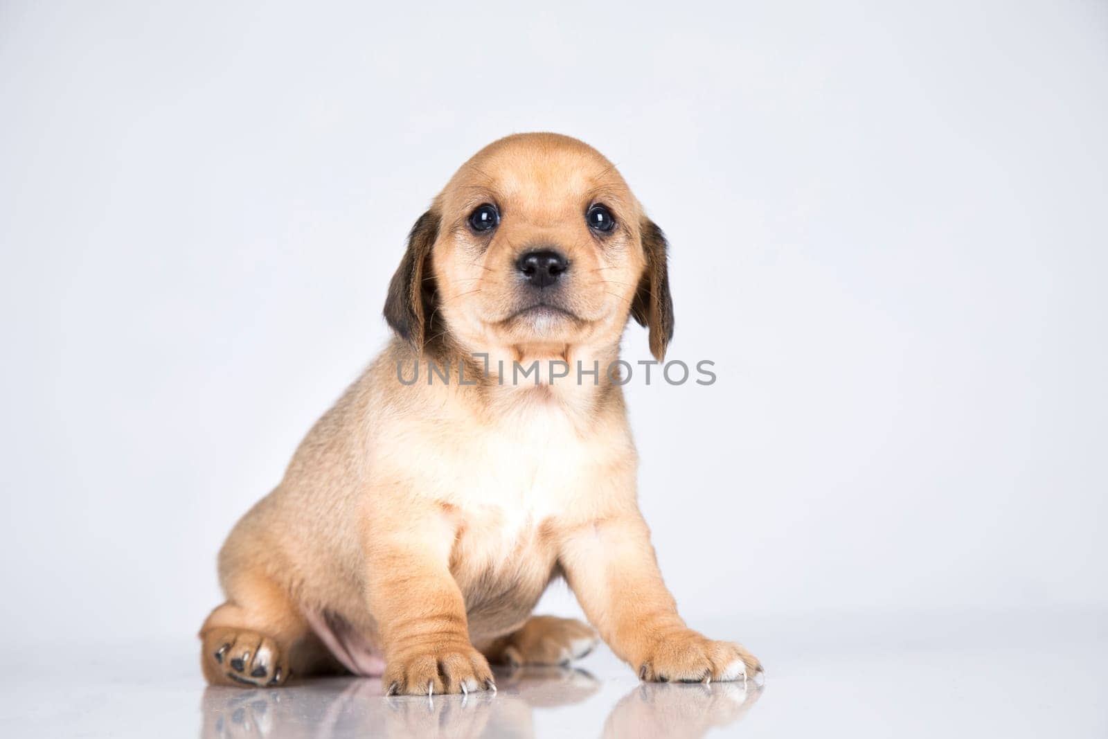 Little dog on a white background