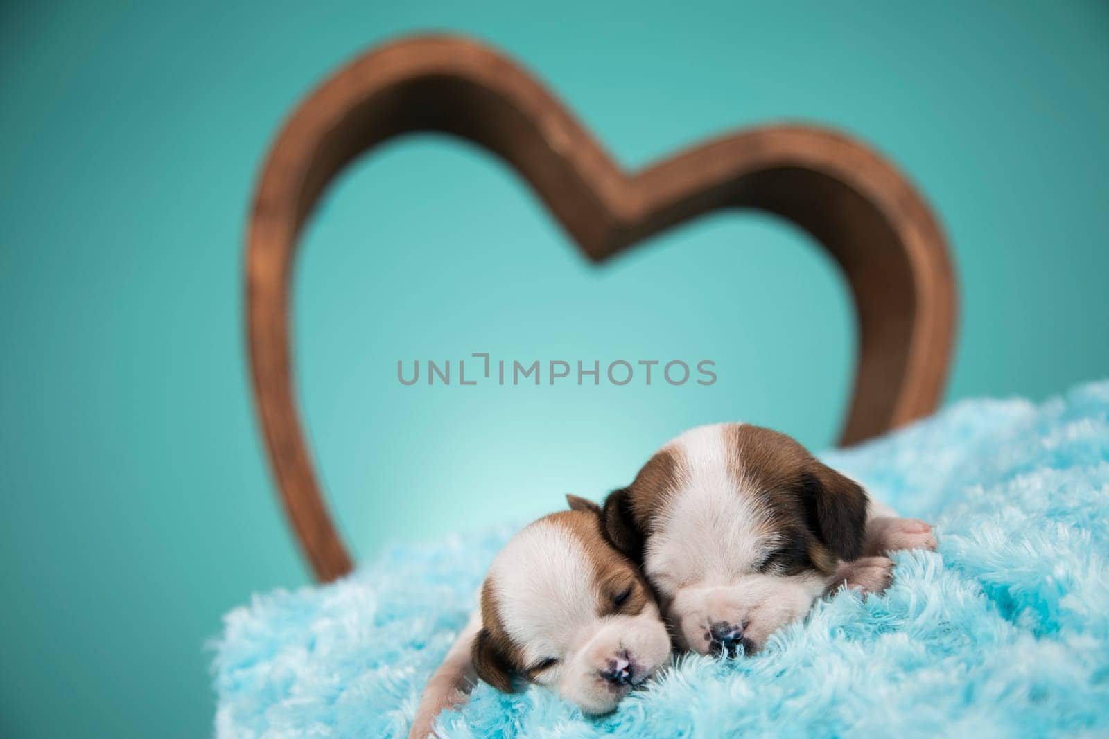 Dogs in love are sleeping