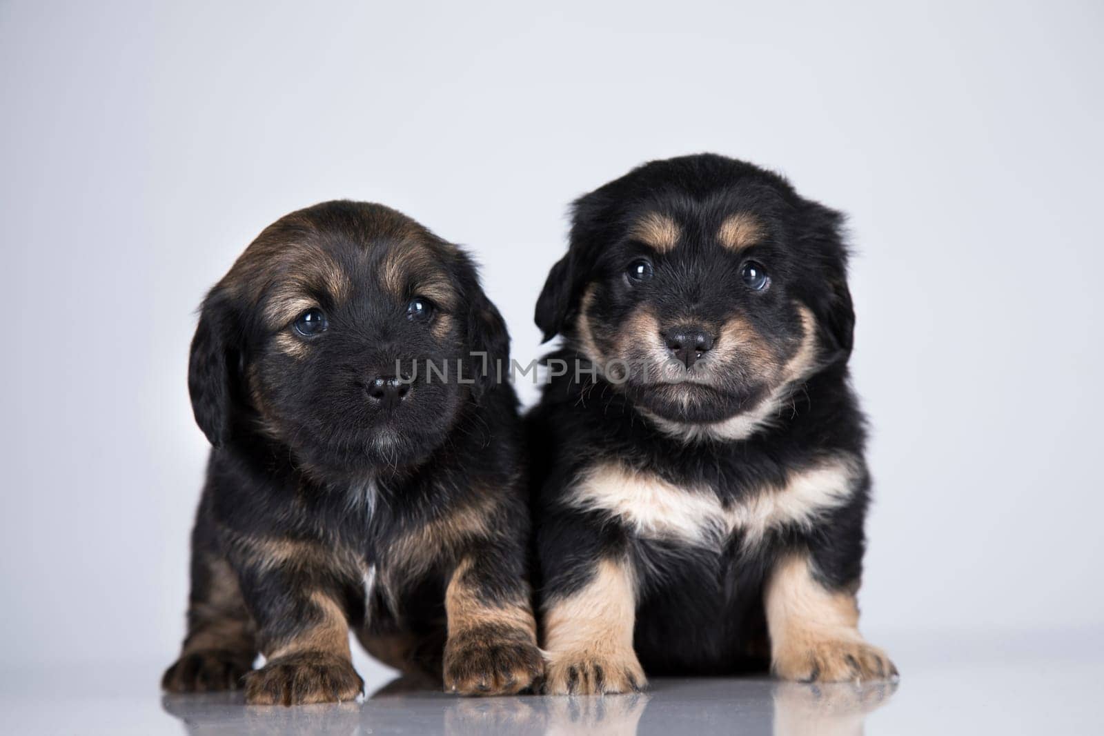 Cute puppies dogs, pet animals concept