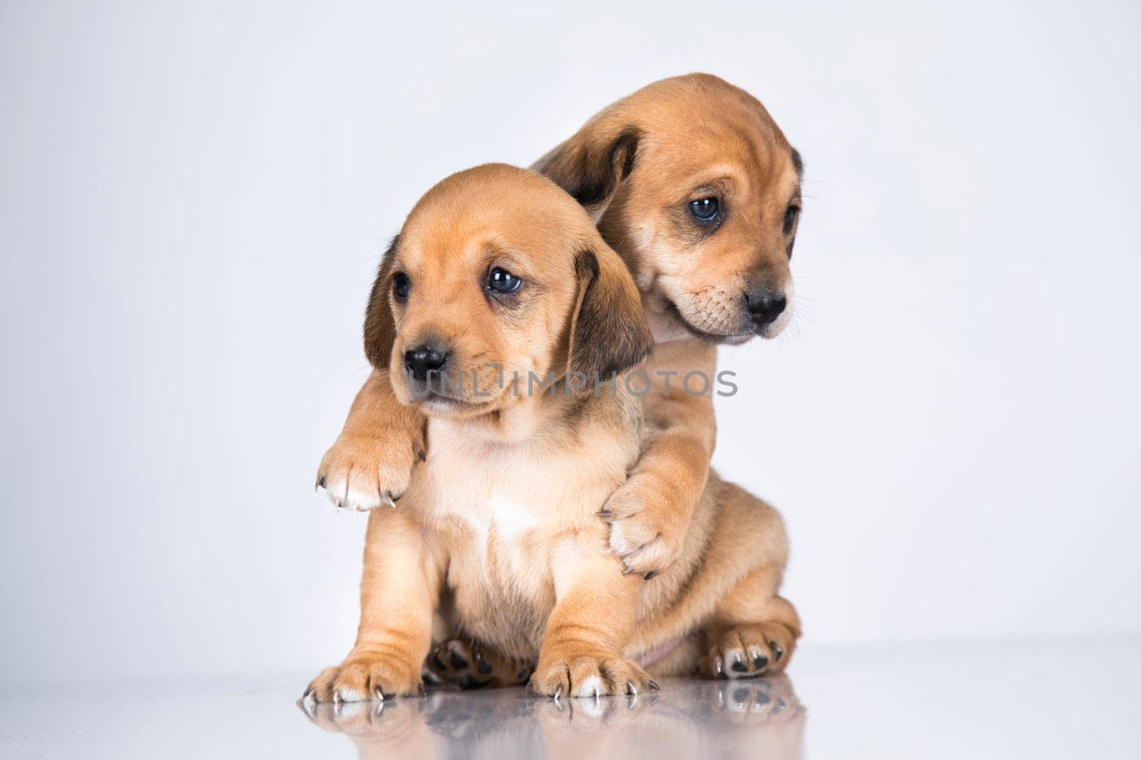 Two dogs, Pet, animals concept