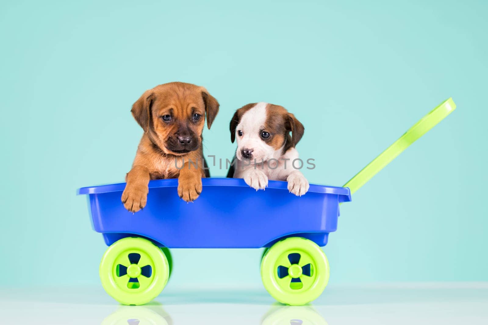Cute doggies in a toy wagon