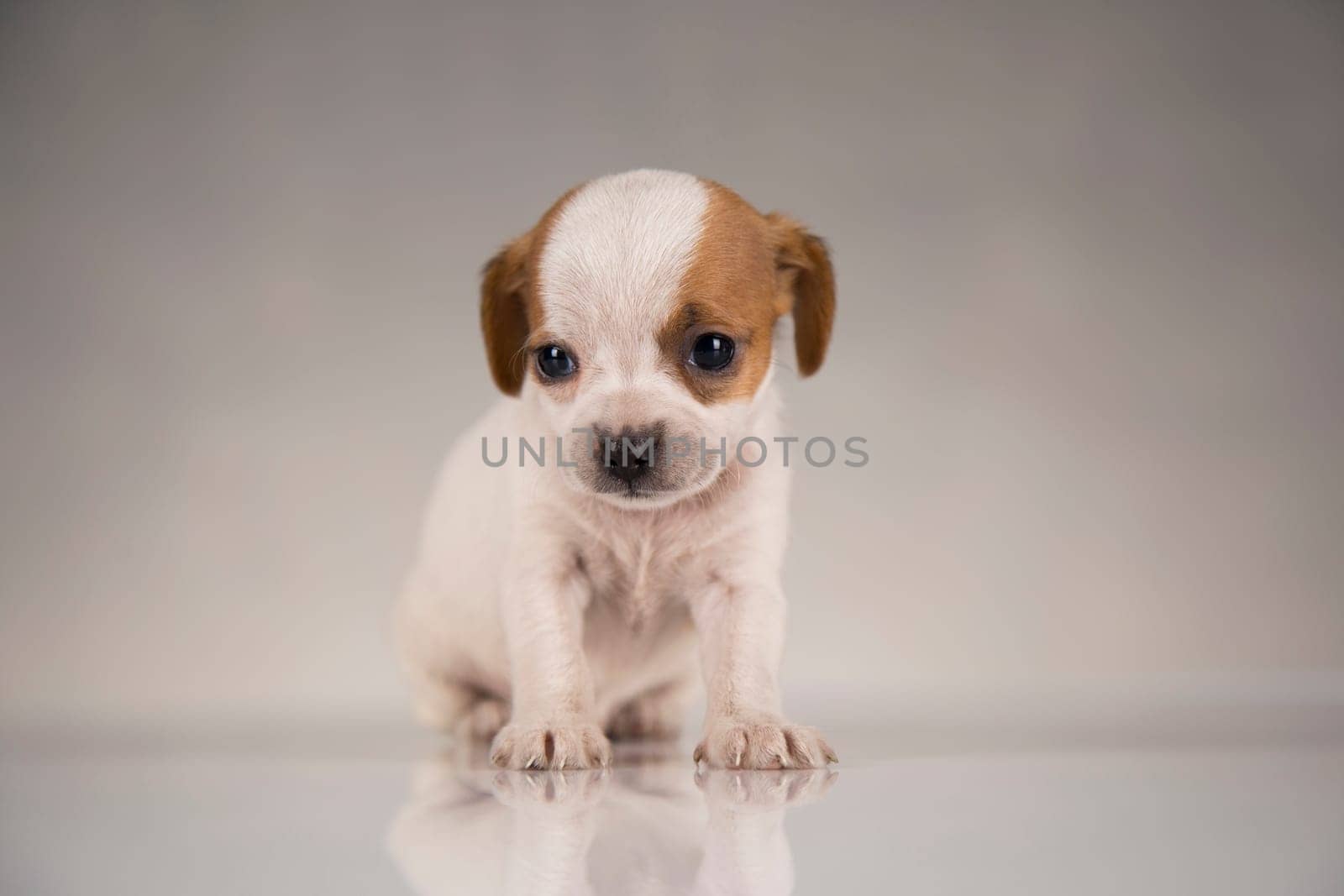 Pet, Little puppy dog, animals concept