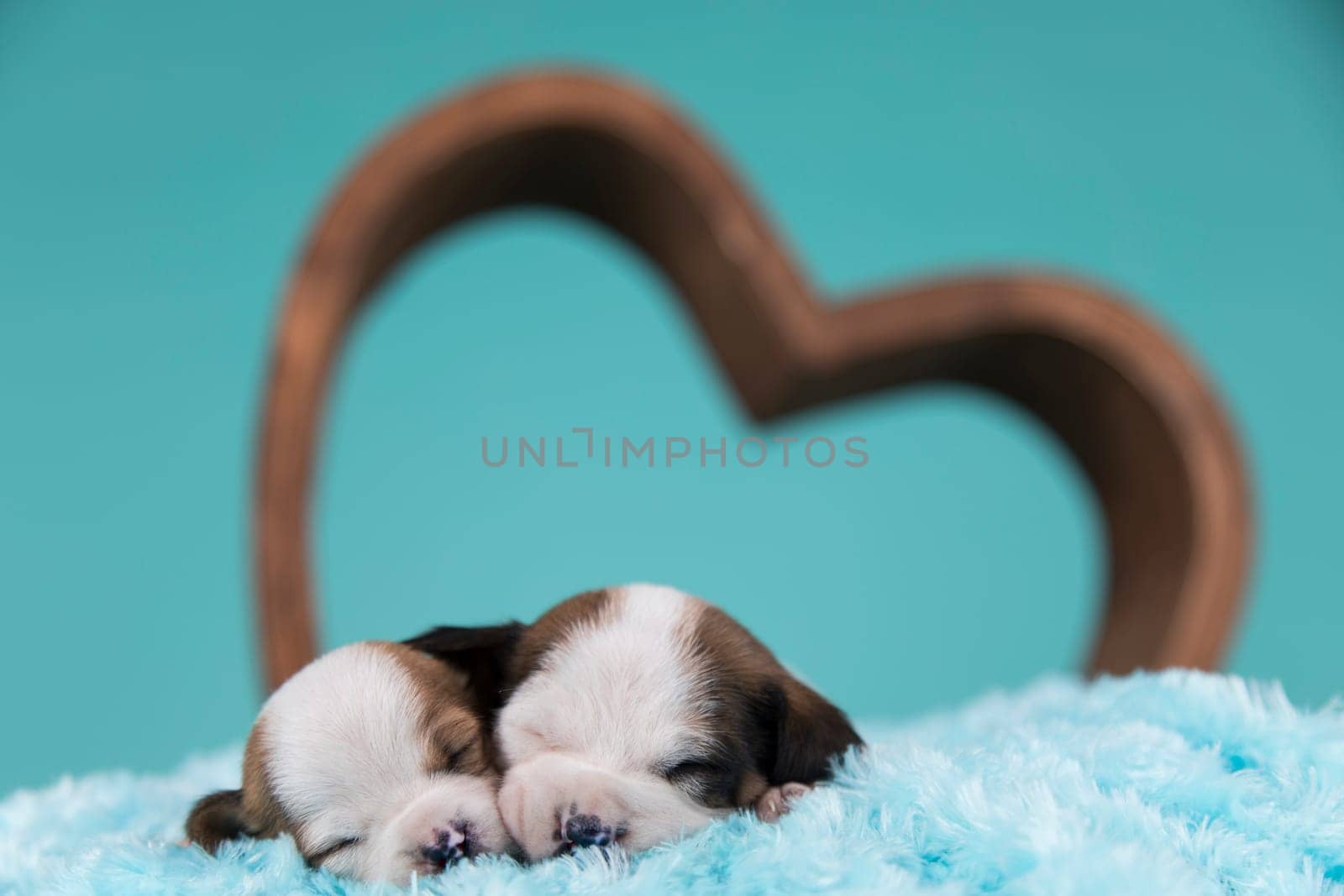 Love dogs in are sleeping