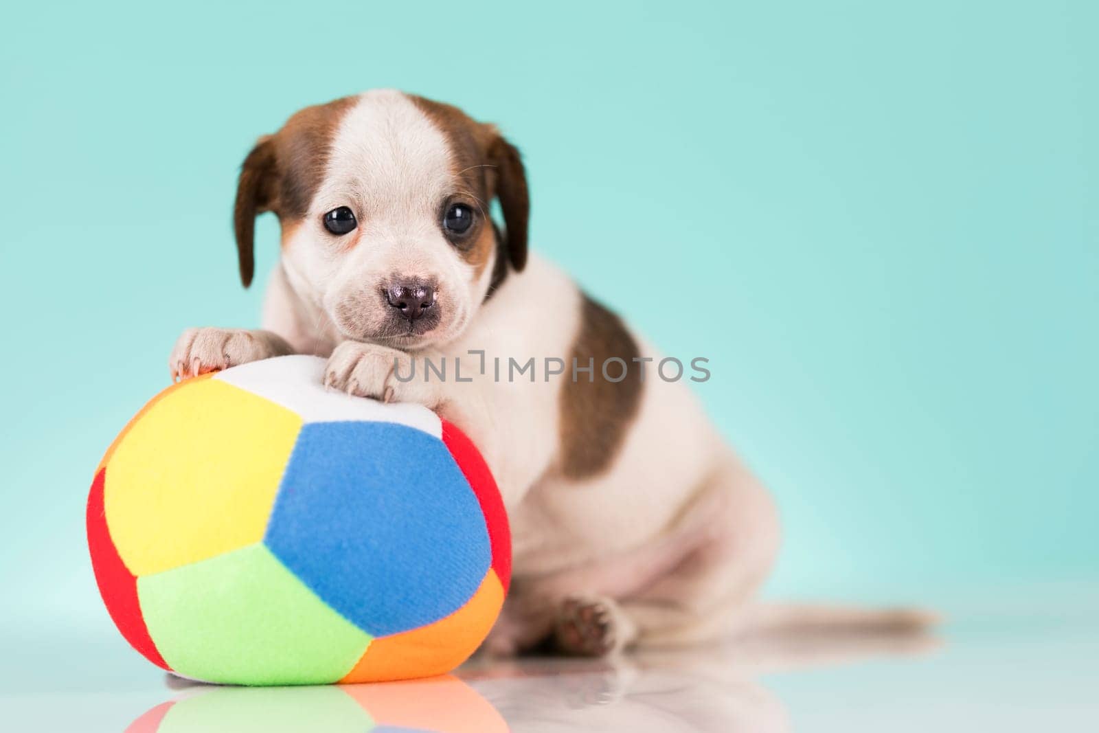 Puppy dog is playing with a ball