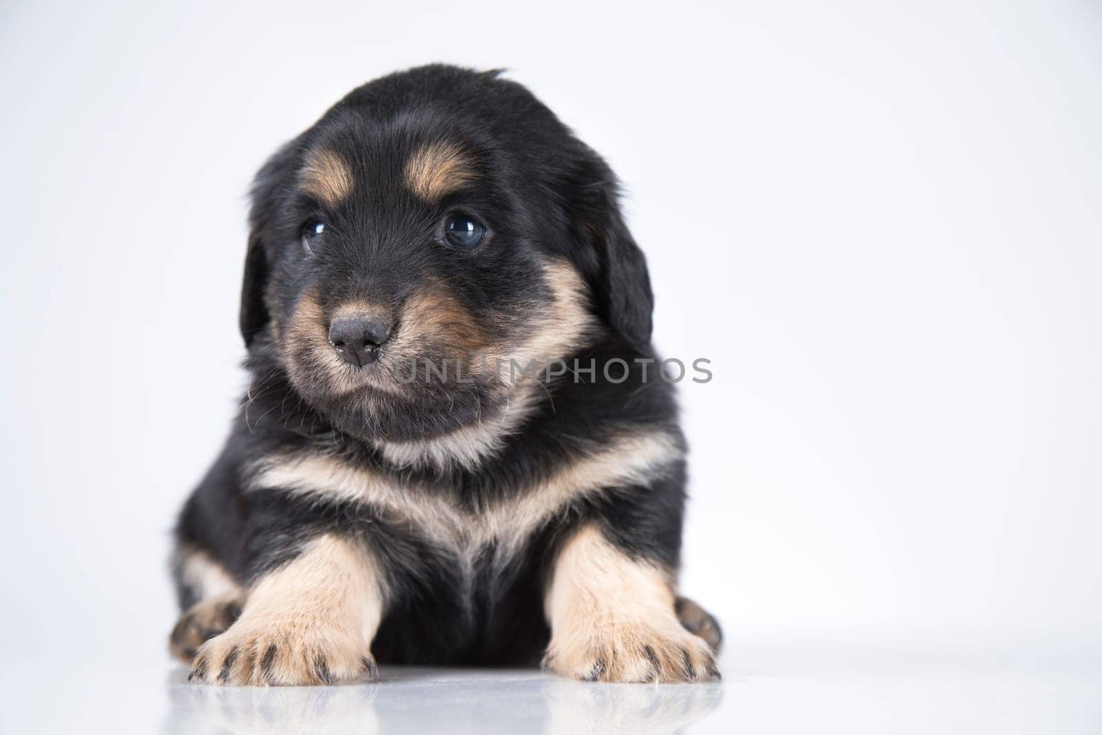 Little dog on a white background