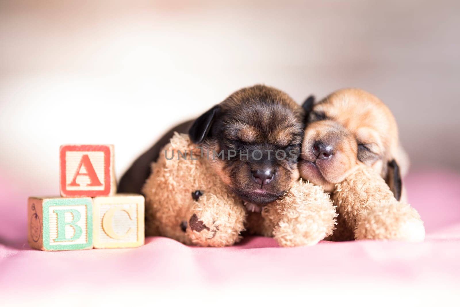 Little puppy sleeps with a teddy bear