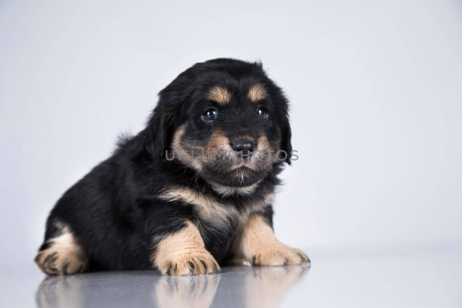 Little dog on a white background