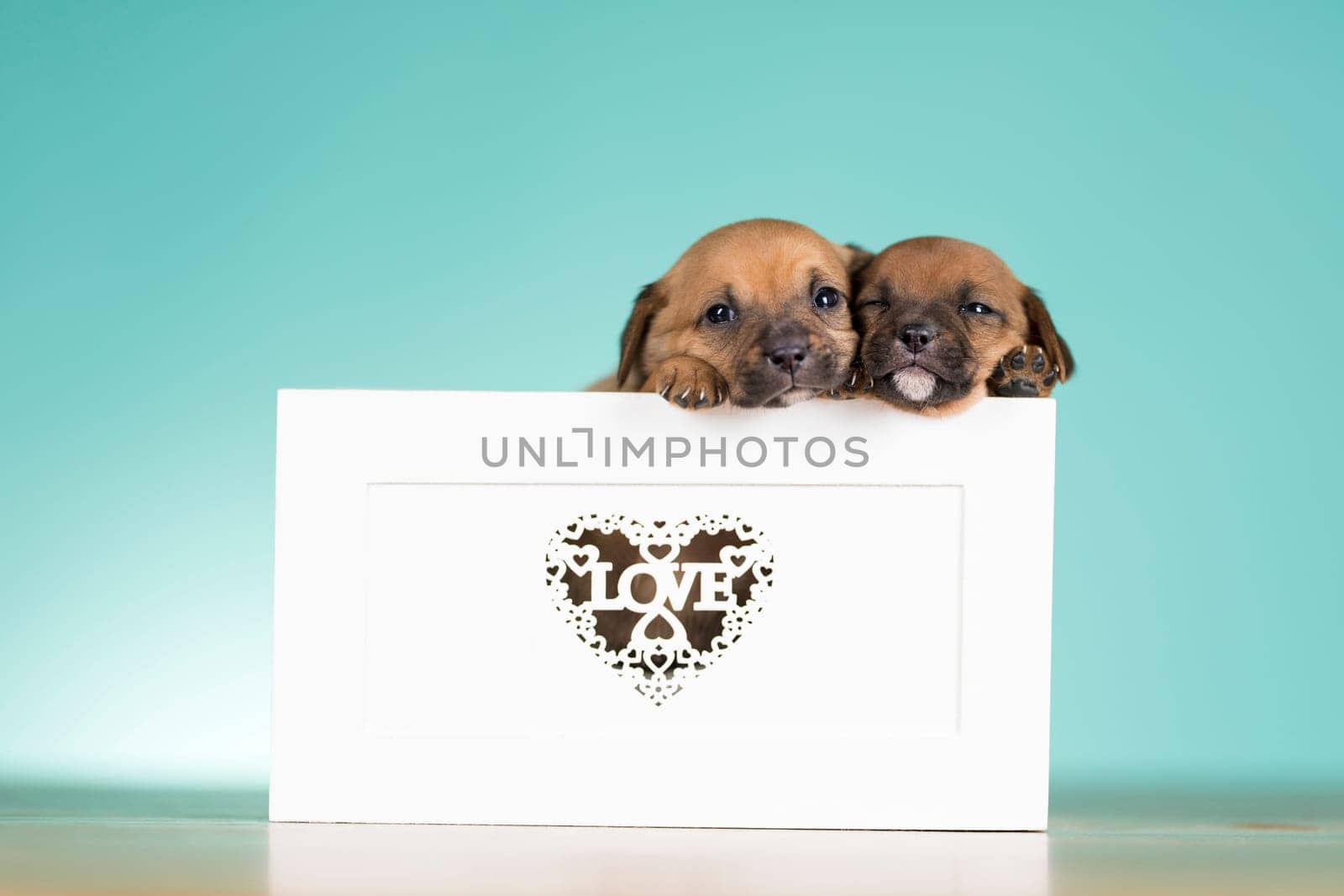 Love little dogs in are wooden deck