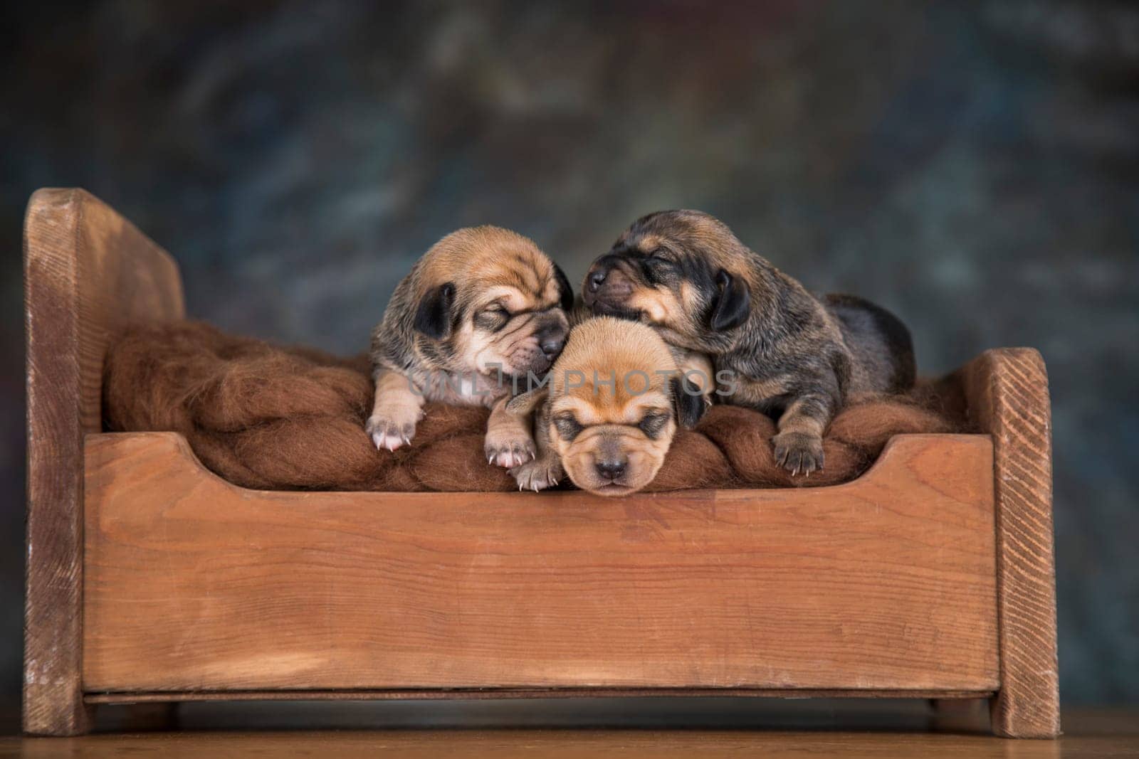 Little puppies sleeping in bed